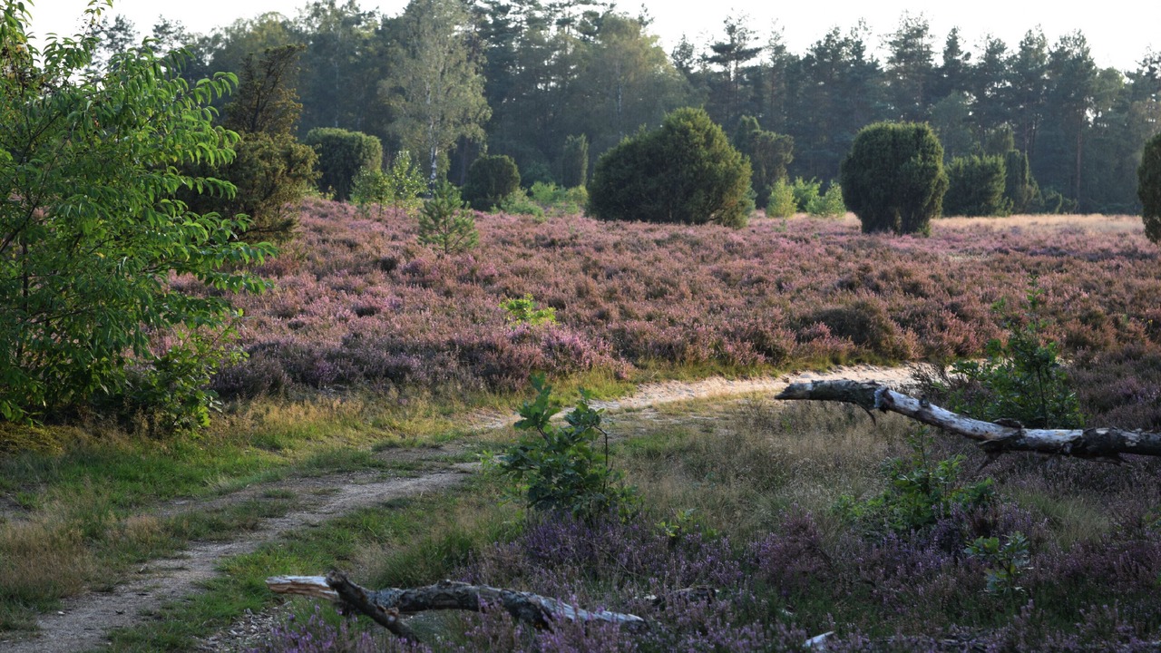 Photo of Outdoor in Munster im Heidekreis