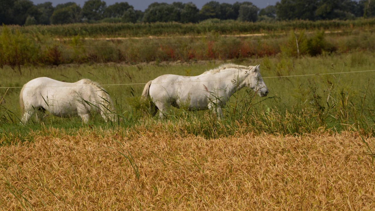 Photo of Outdoor in Arles