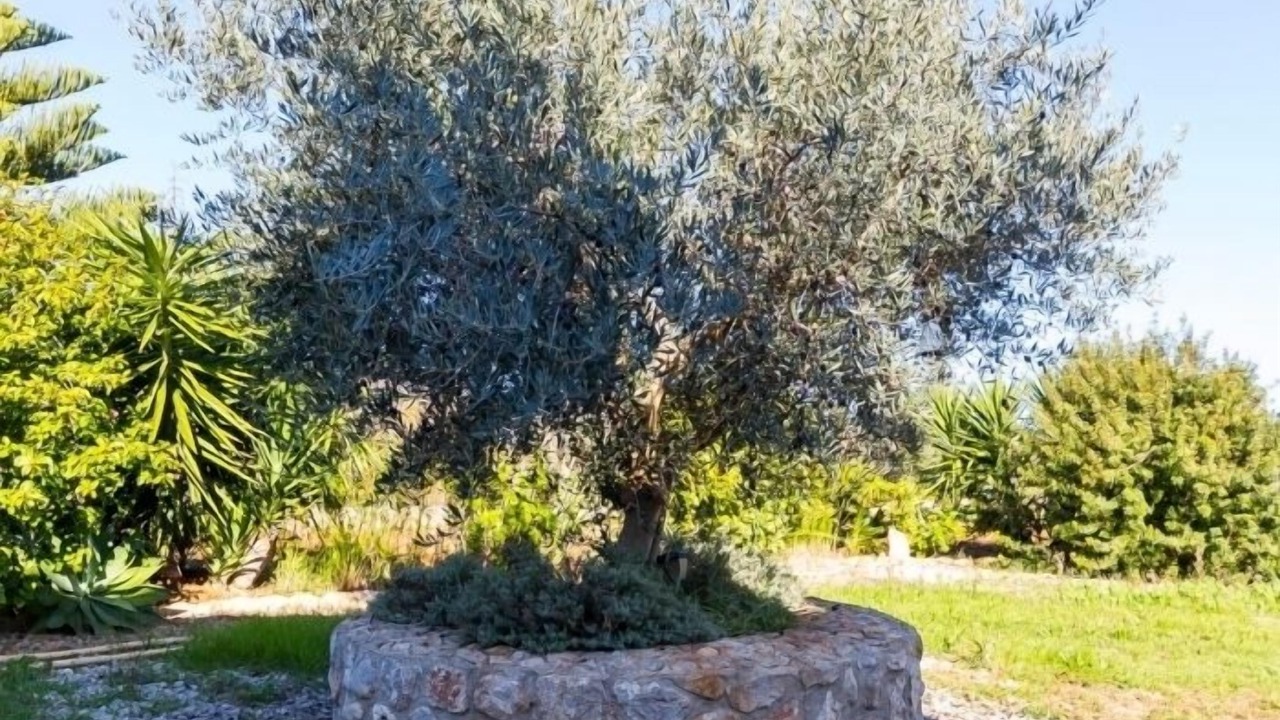 Photo of Outdoor in Campanet