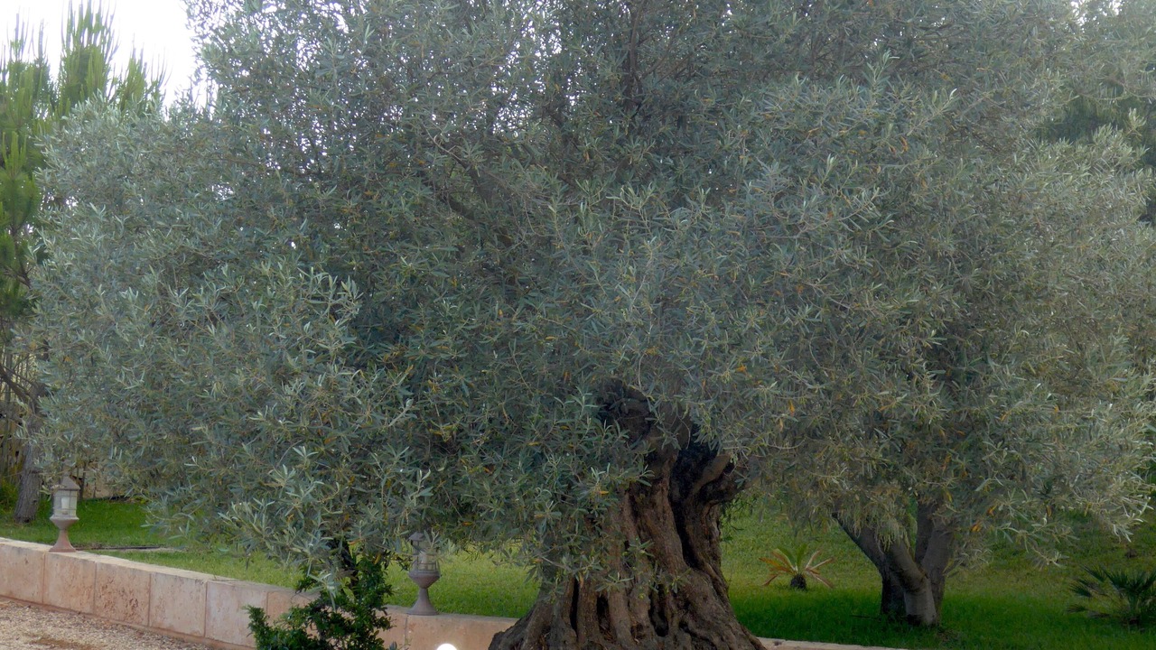 Photo of Outdoor in Es Palmer
