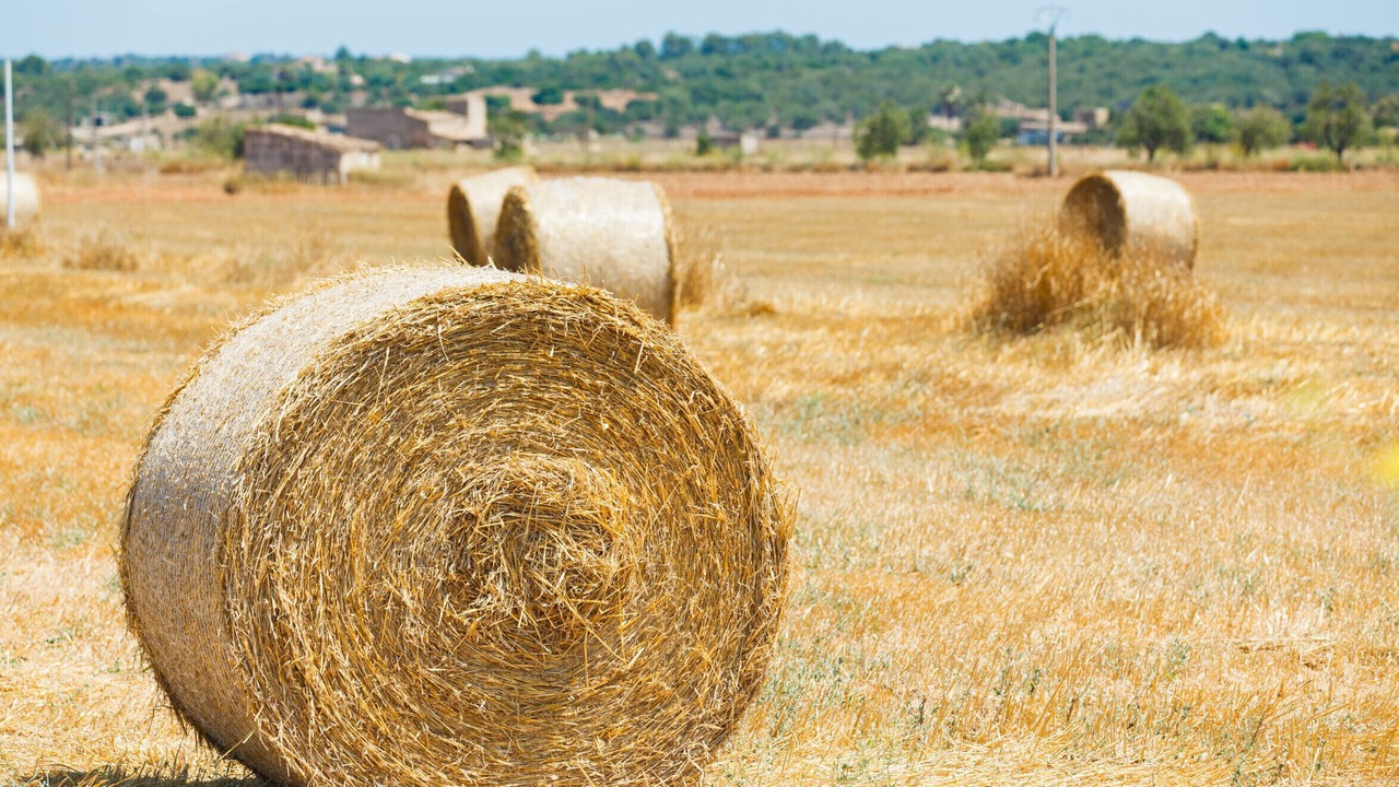 Photo of Others in Majorca
