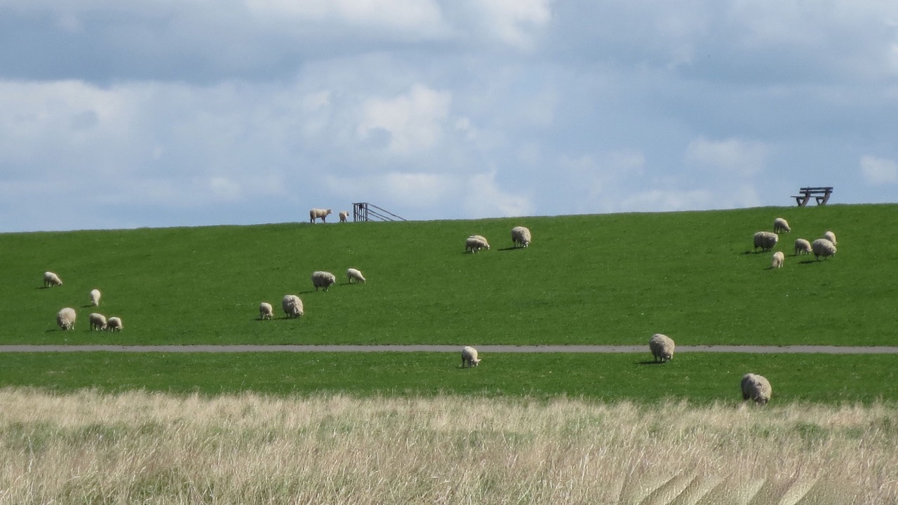 Photo of Others in Wesselburenerkoog