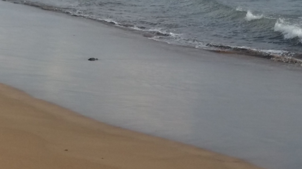 Photo of Others in Playa Honda