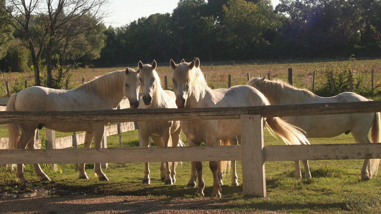 Photo of Outdoor in Arles