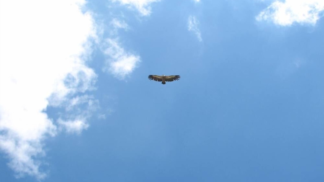 Photo of Others in Serres-sur-Arget