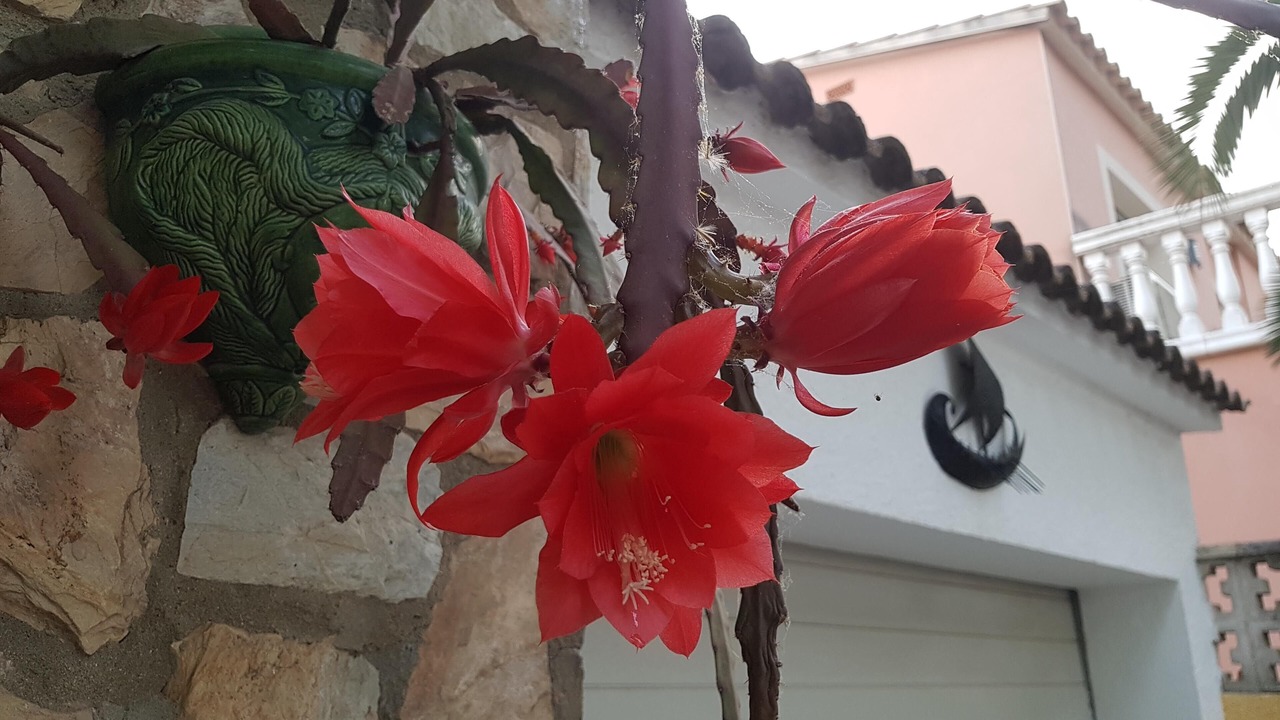 Photo of Outdoor in Castello d'Empuries