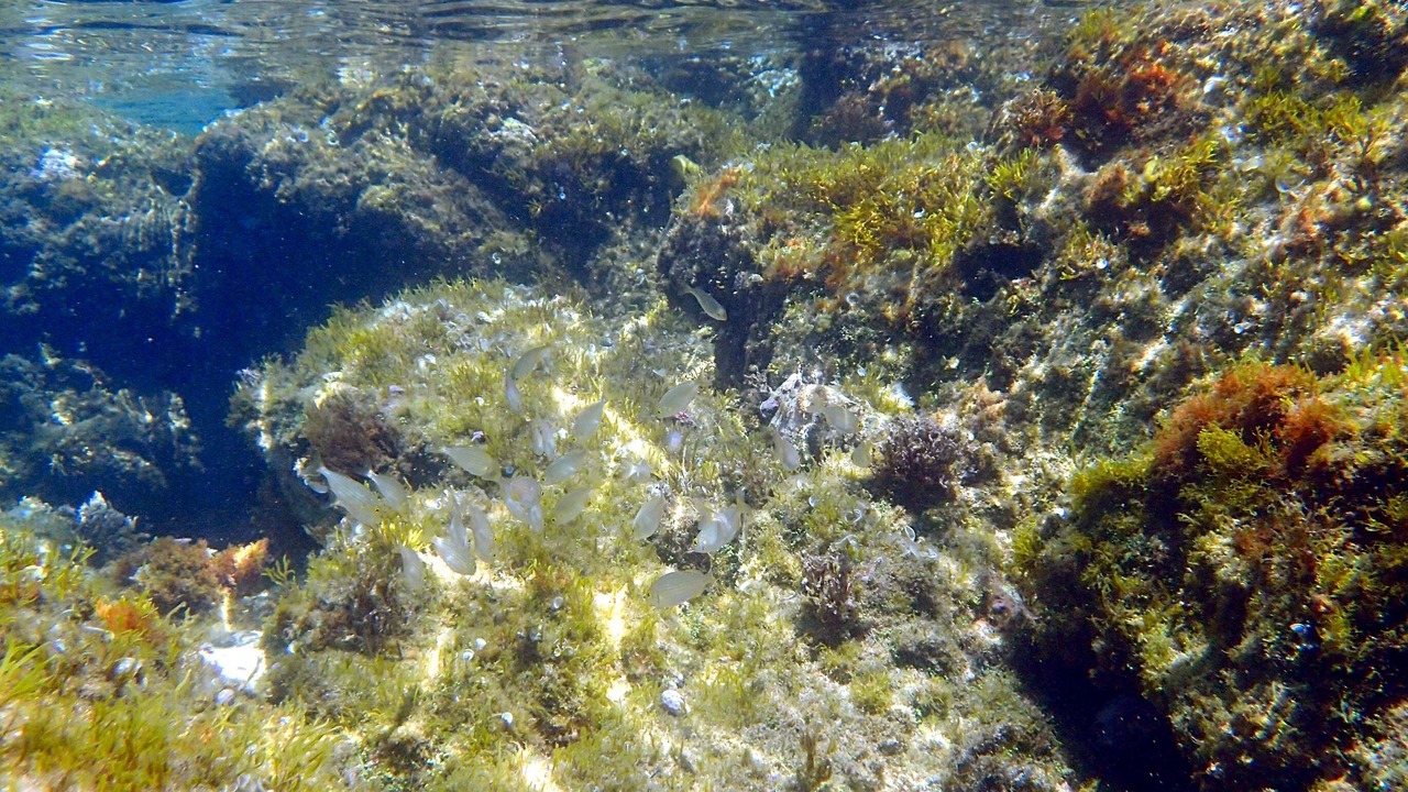 Photo of Outdoor in Sausset-les-Pins