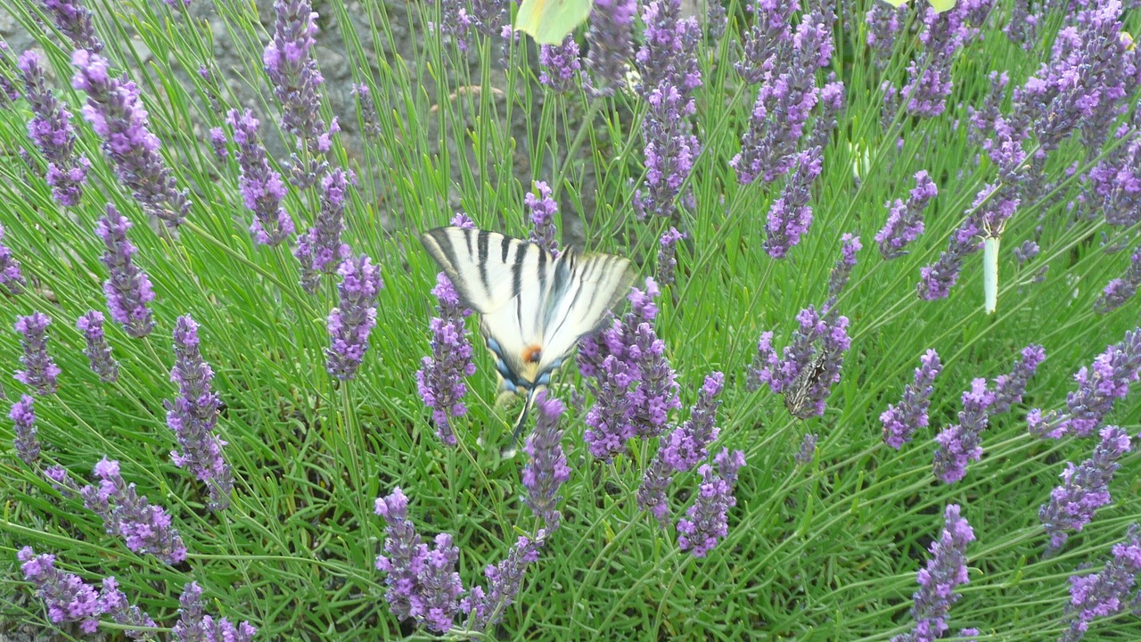 Photo of Outdoor in Saint-Laurent-le-Minier