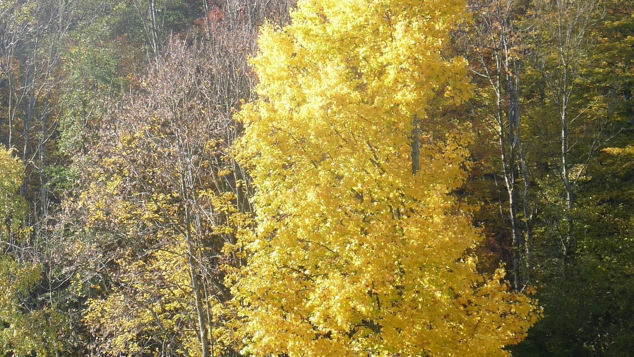 Photo of Outdoor in Oderen