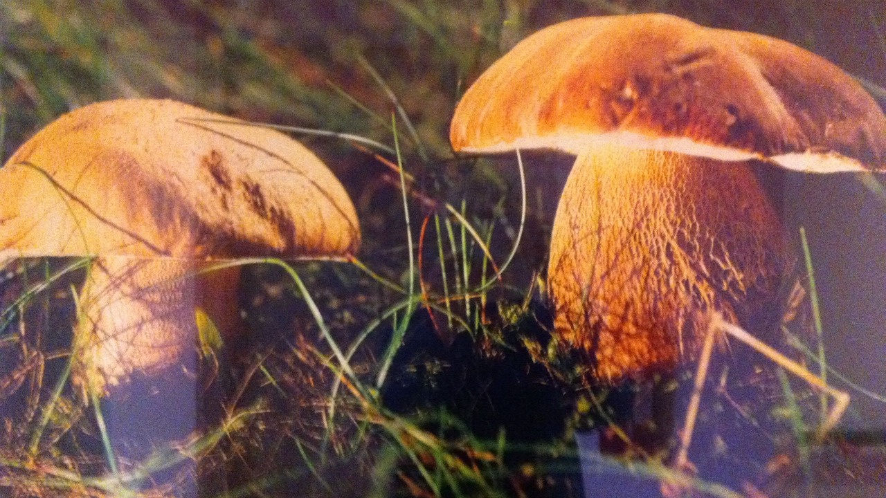 Photo of Others in Saint-Jean-du-Gard