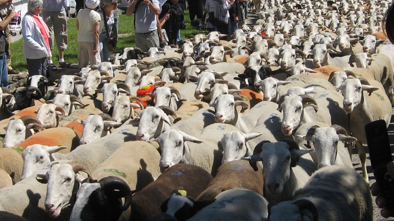 Photo of Others in Saint-Jean-du-Gard