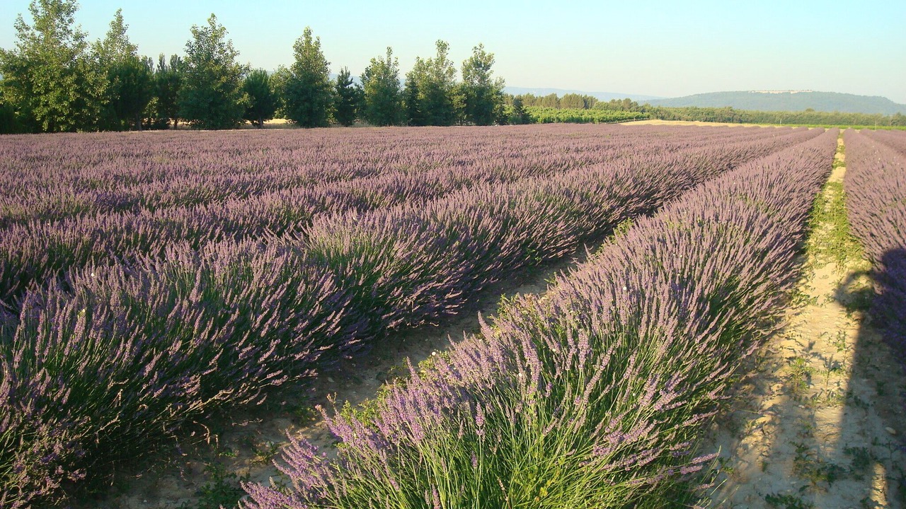 Photo of Outdoor in Gordes