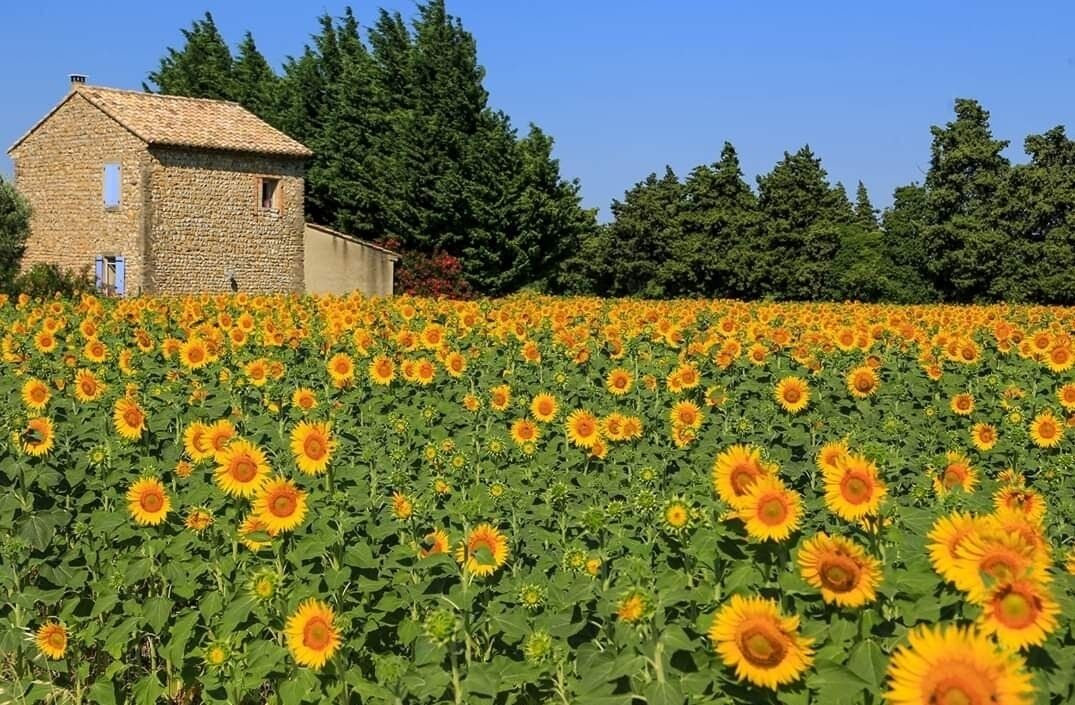 Photo of Others in St.-Remy-de-Provence