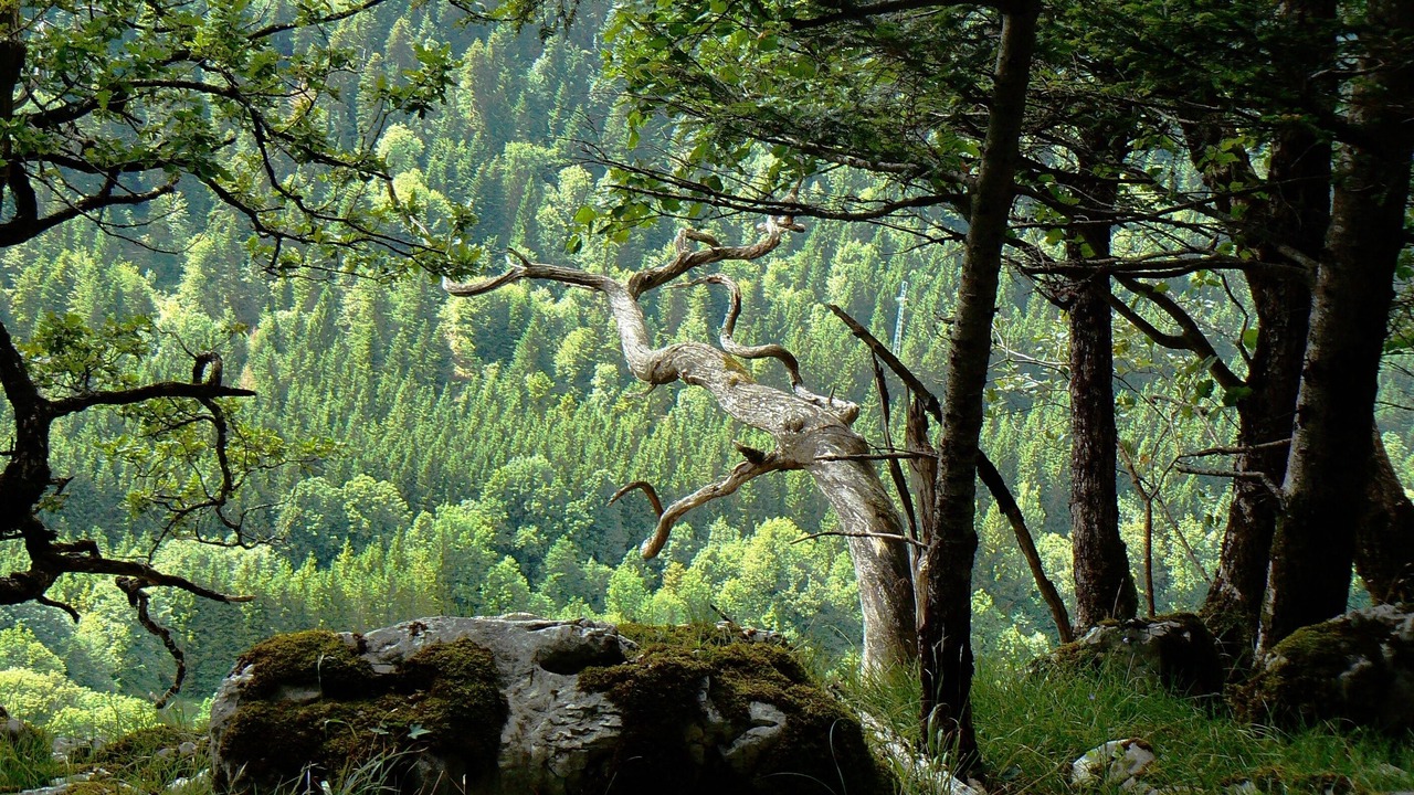 Photo of Outdoor in Clairvaux-les-Lacs