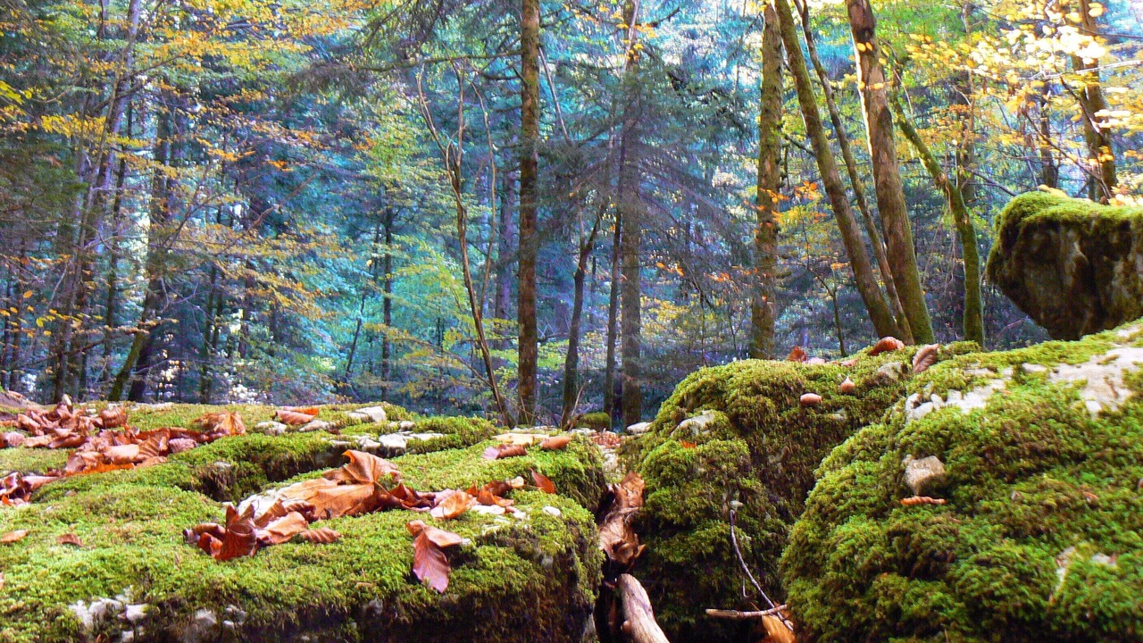 Photo of Outdoor in Clairvaux-les-Lacs