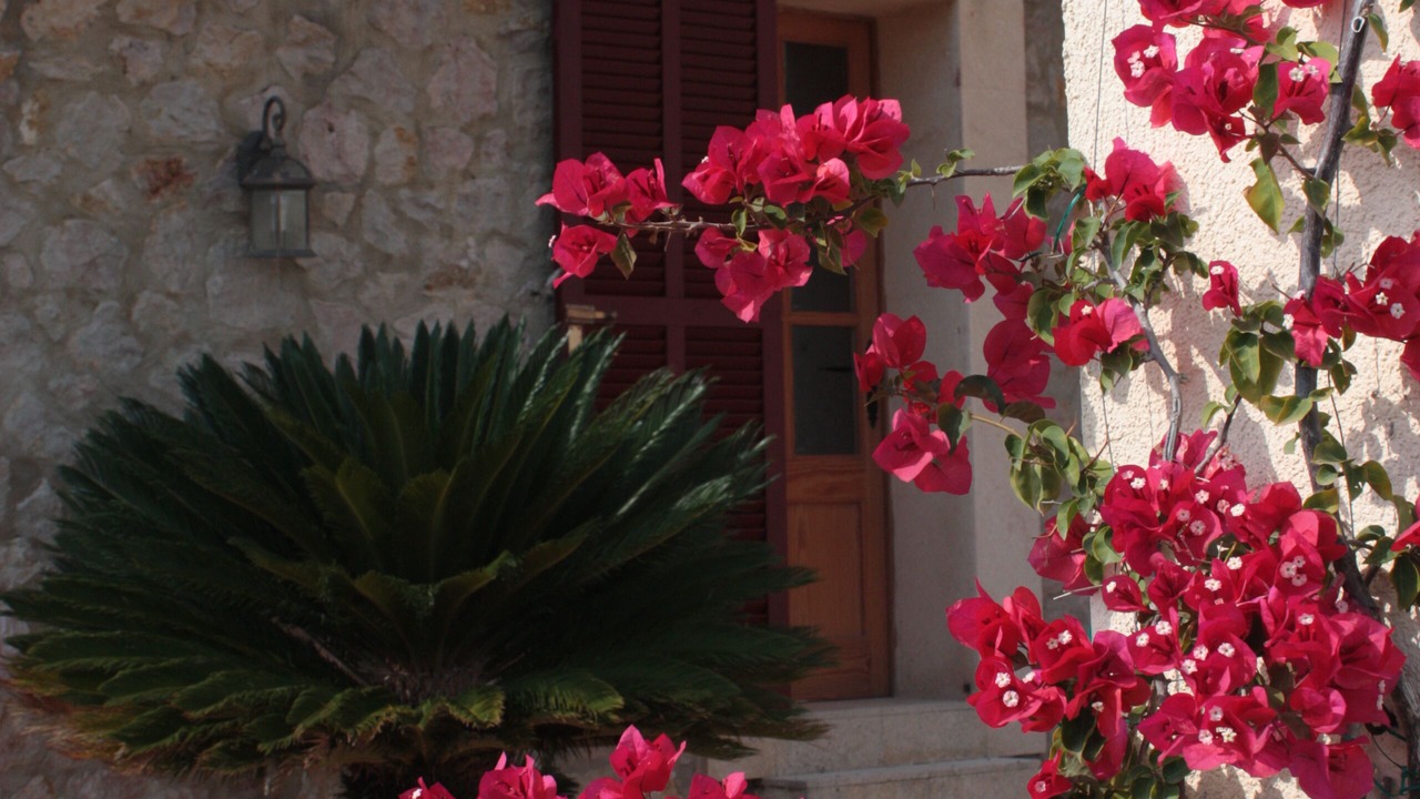 Photo of Outdoor in Alcudia