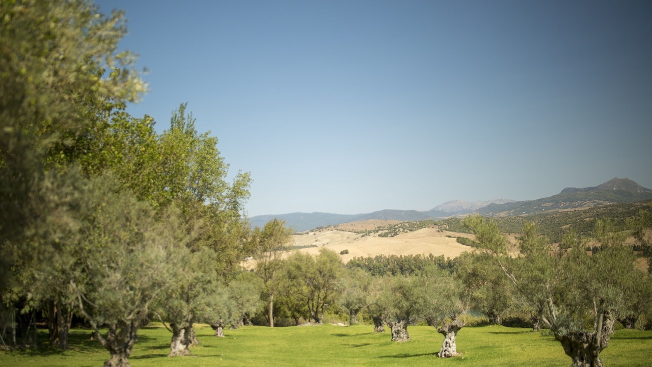 Photo of Others in San Martin del Tesorillo