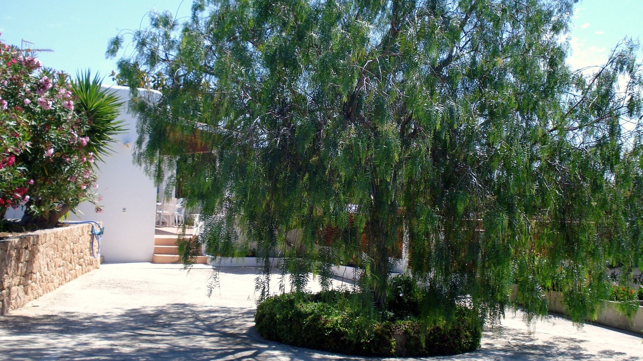 Photo of Others in Sant Josep de sa Talaia