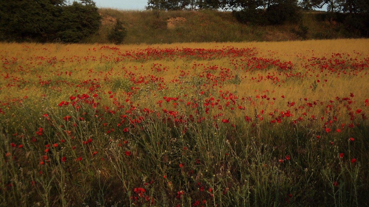 Photo of Outdoor in Hueva
