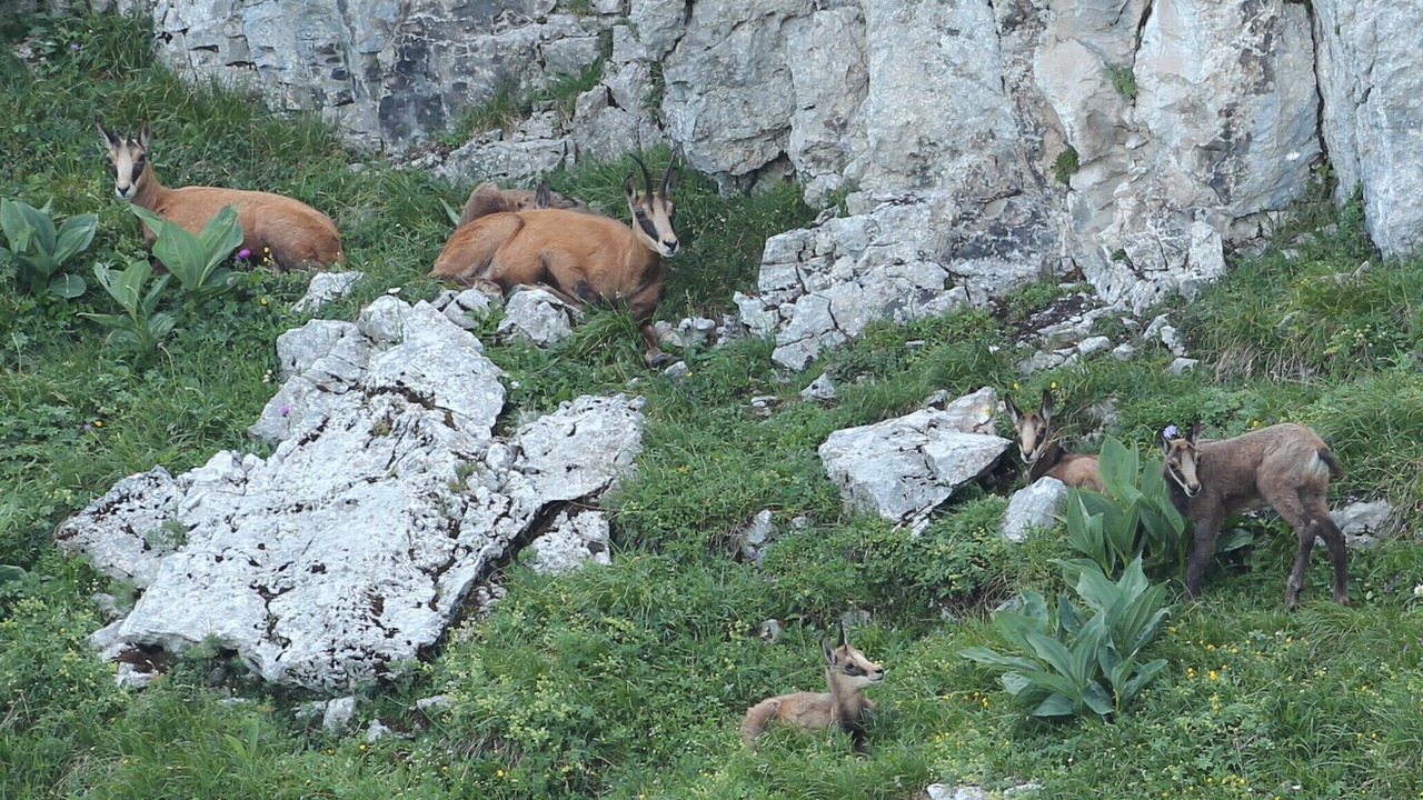 Photo of Outdoor in Lelex