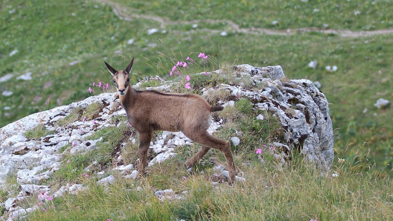 Photo of Outdoor in Lelex