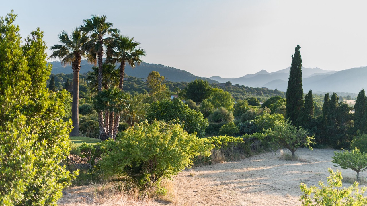 Photo of Others in Alcudia