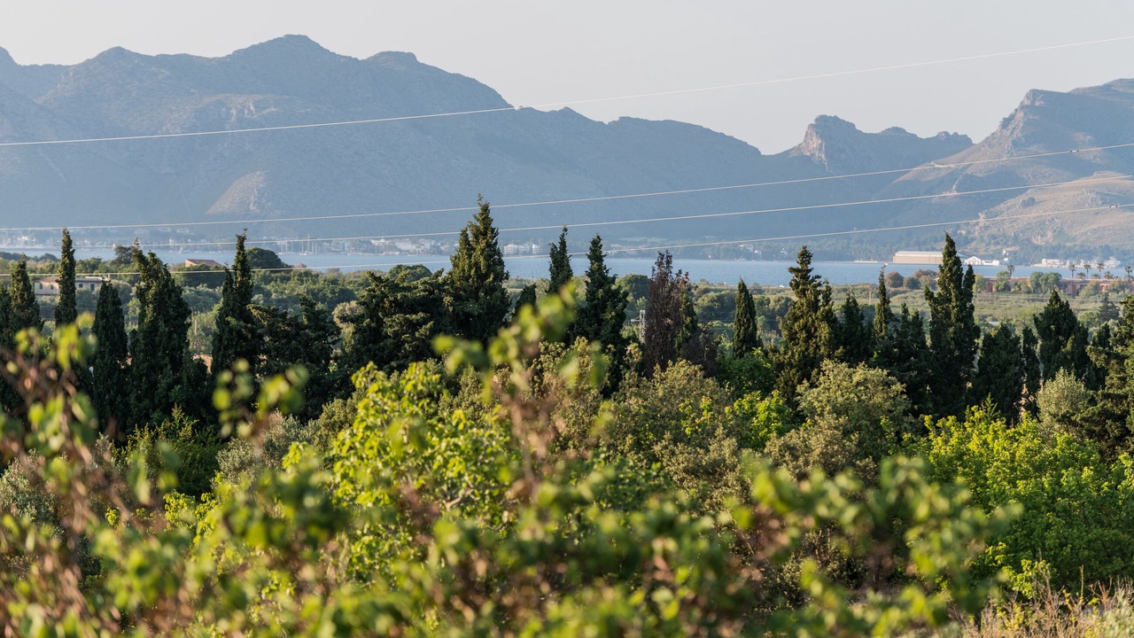 Photo of Others in Alcudia