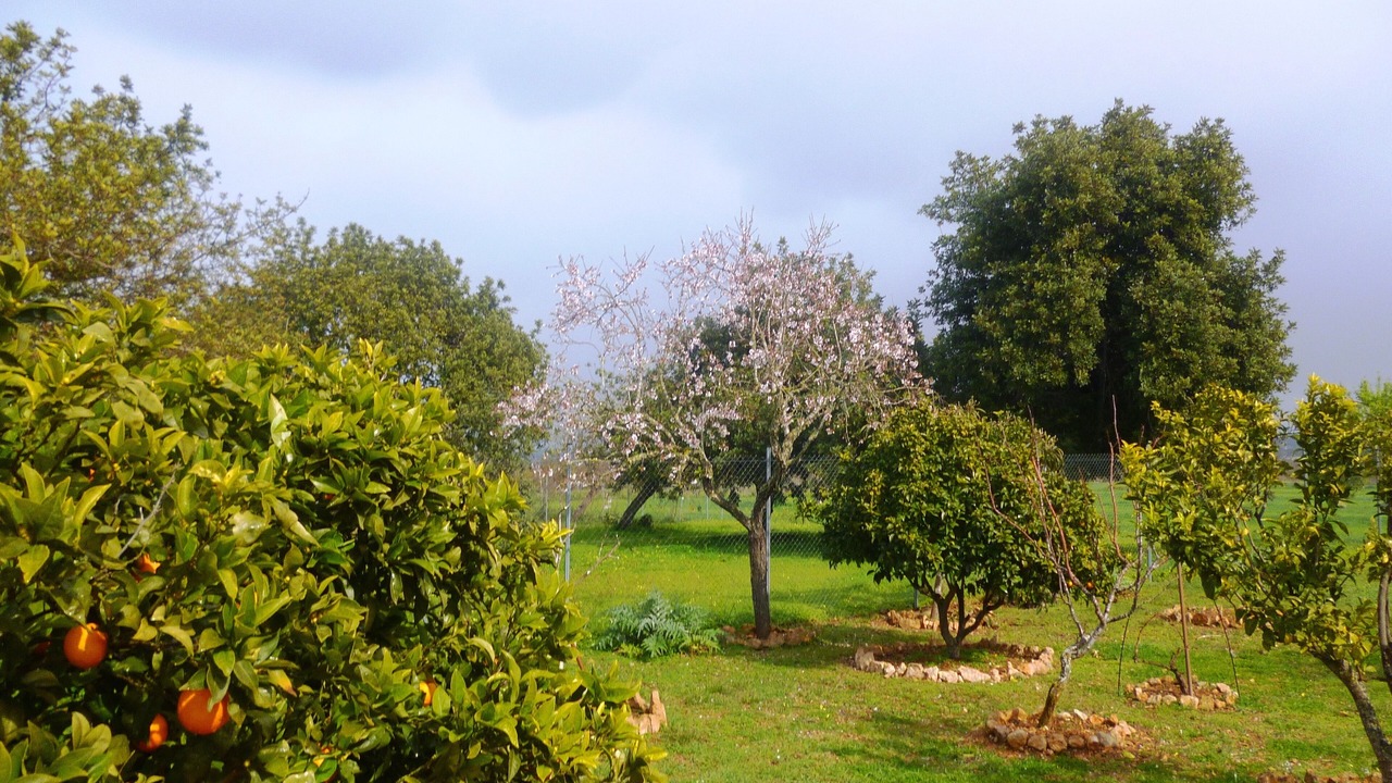 Photo of Outdoor in Montuiri