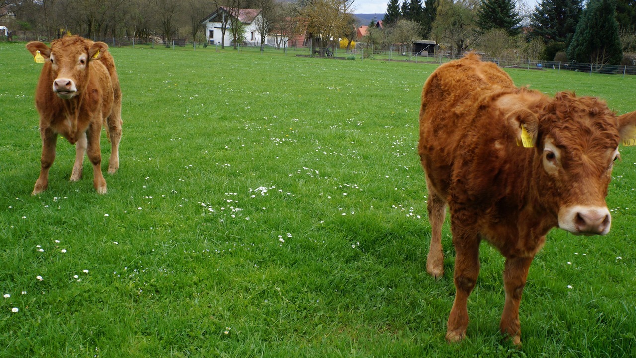 Photo of Others in Uder