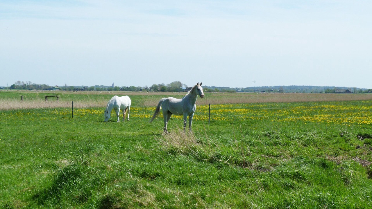 Photo of Others in Hattstedtermarsch