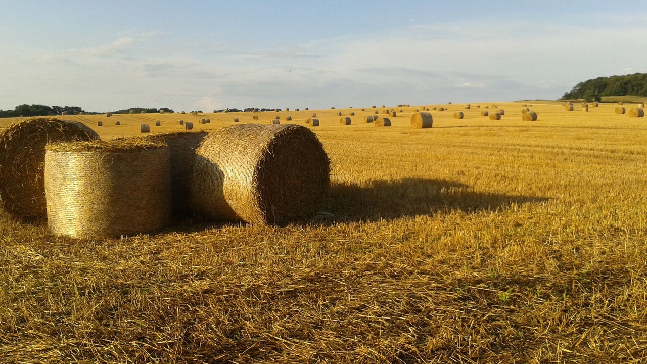 Photo of Others in Monchgut-Granitz
