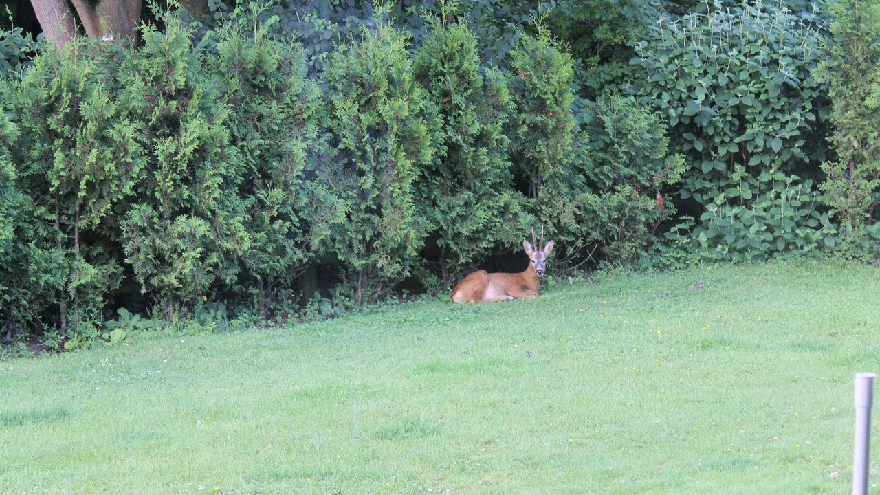Photo of Outdoor in Damp