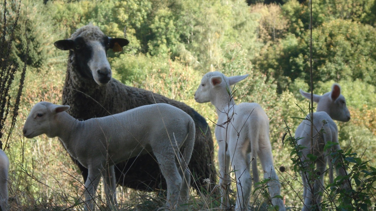 Photo of Others in Campan