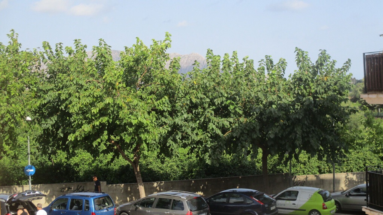 Photo of Outdoor in Pedreguer