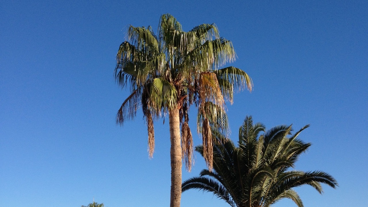 Photo of Others in Puerto del Carmen