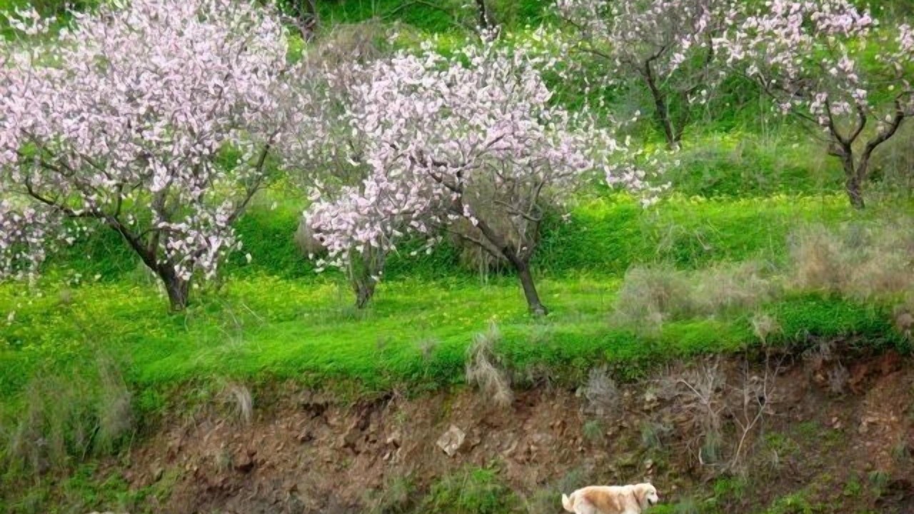 Photo of Others in Torrox