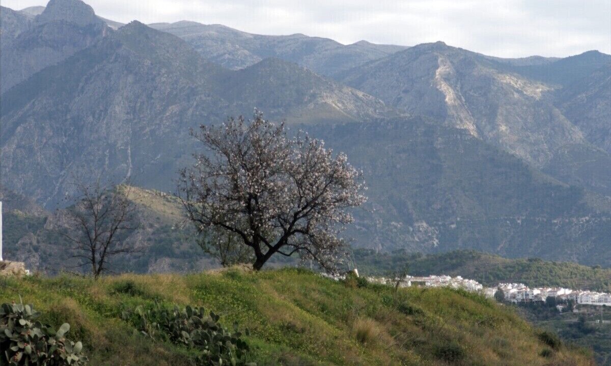 Photo of Others in Torrox