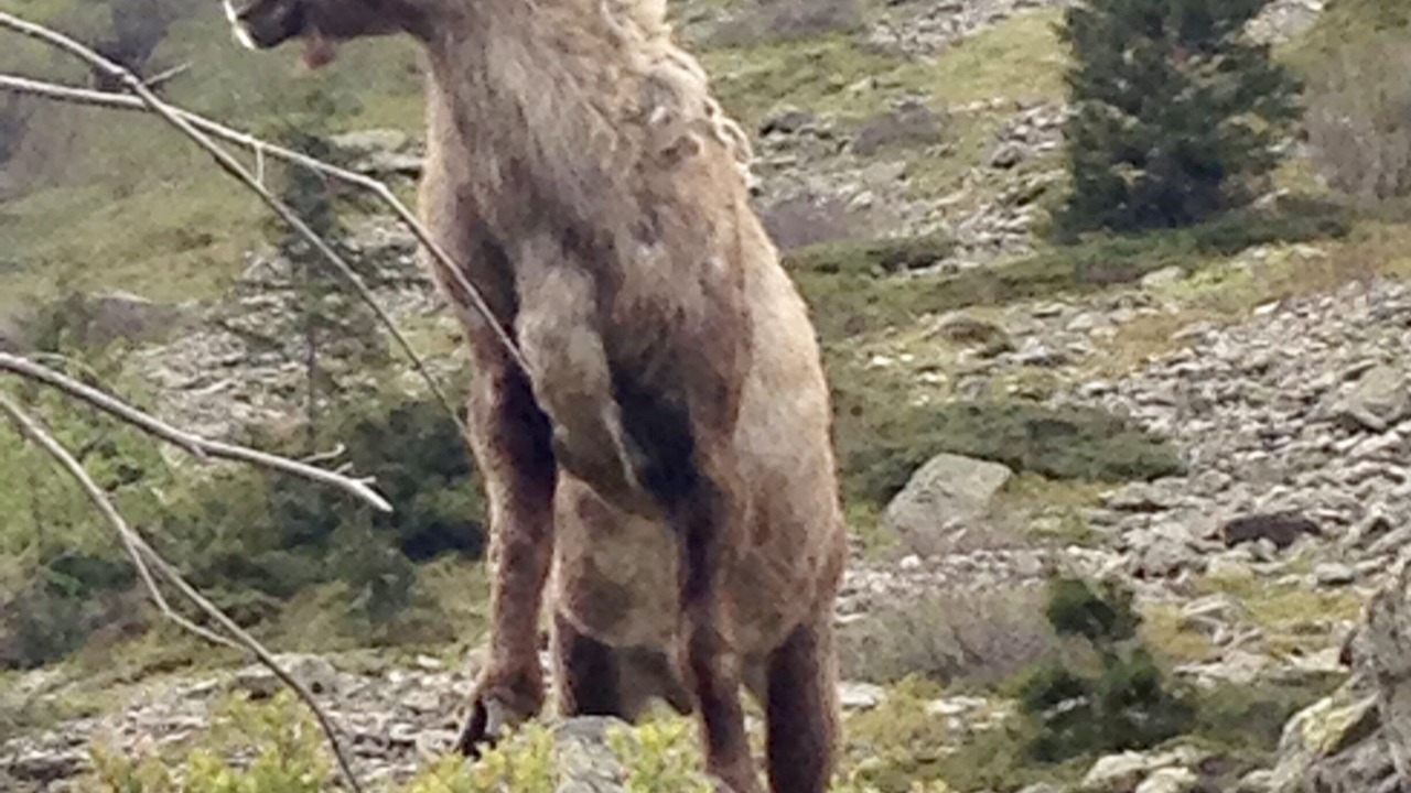 Photo of Others in Chamonix City Centre
