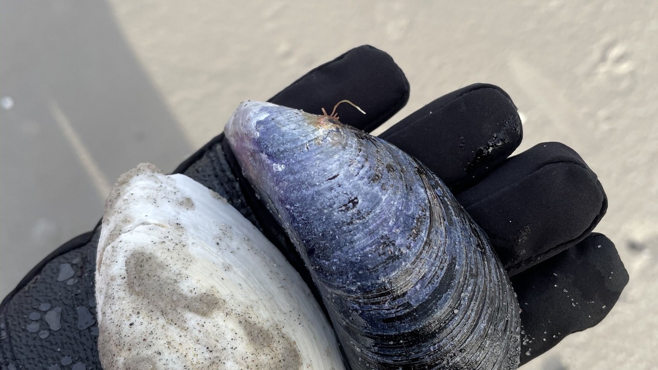 Photo of Others in Schonberger Strand
