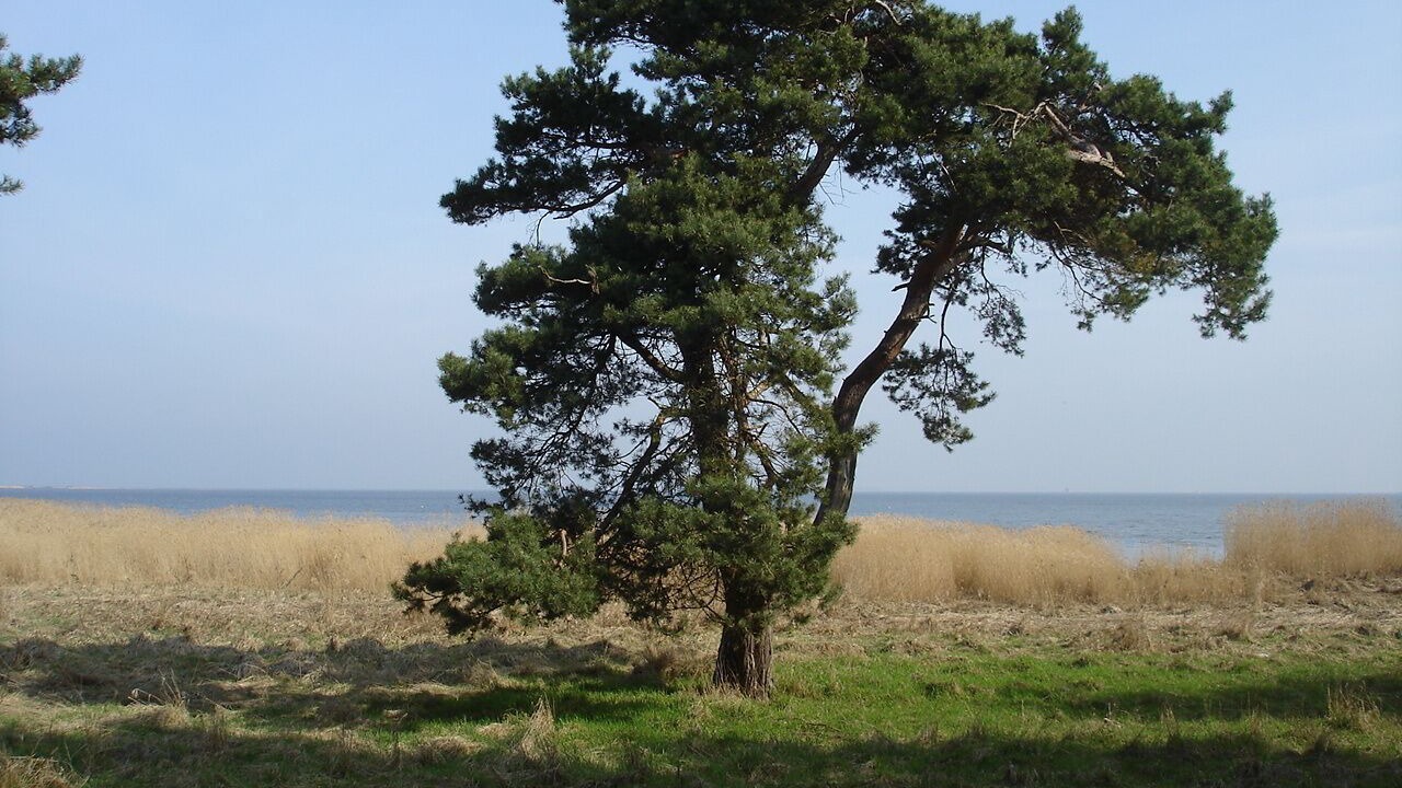 Photo of Others in Freest