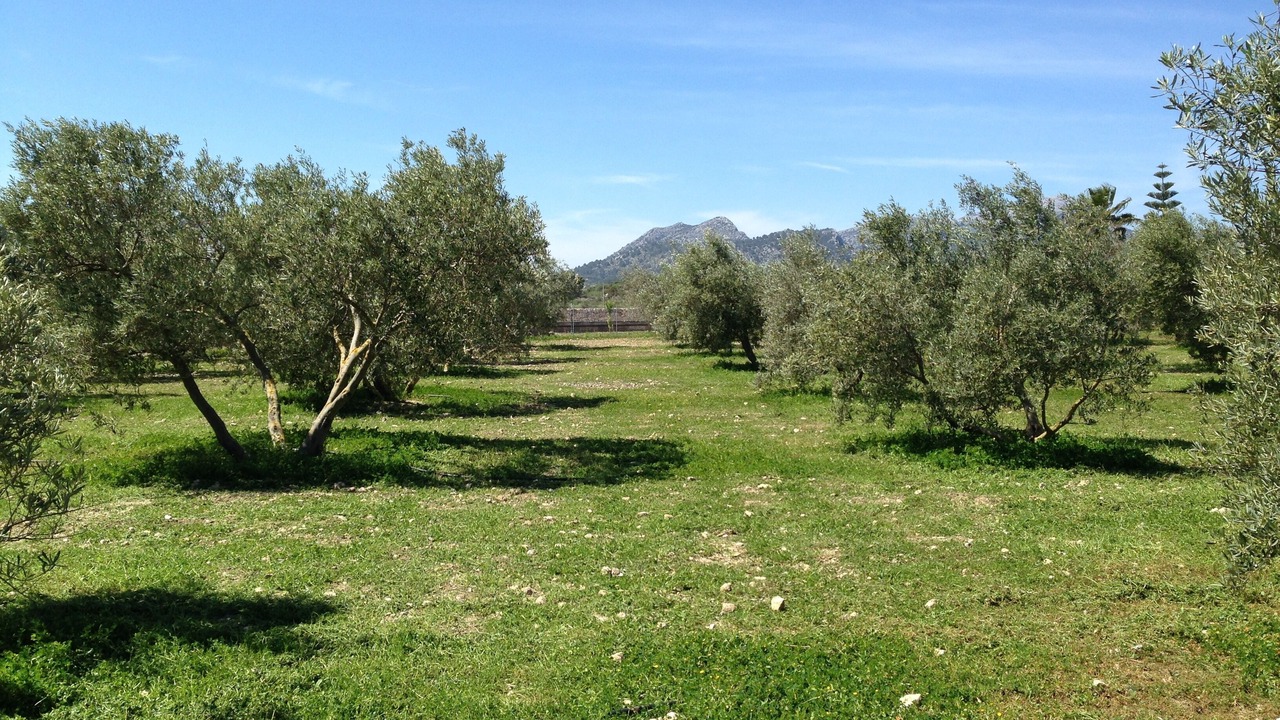 Photo of Others in Puerto de Pollensa