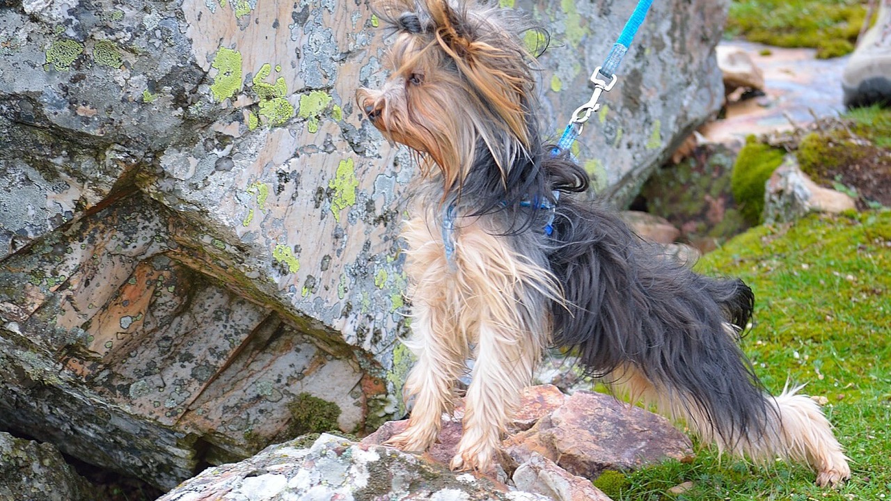 Photo of Outdoor in La Rinconada de la Sierra