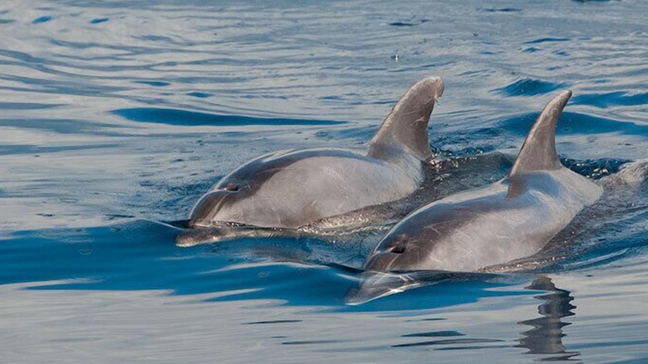 Photo of Others in Costa Adeje