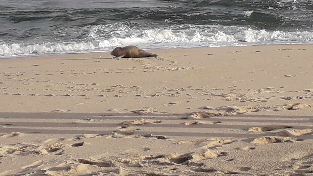 Photo of Others in Westerland