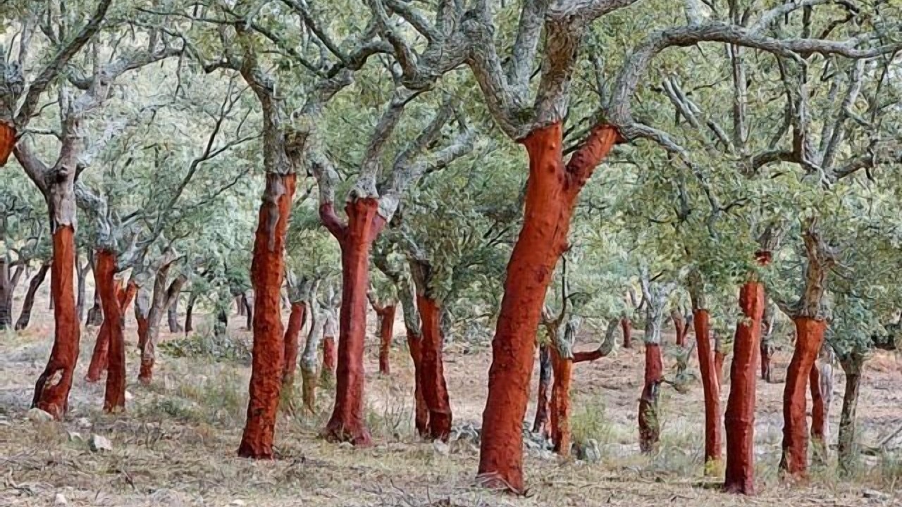Photo of Outdoor in Berzocana