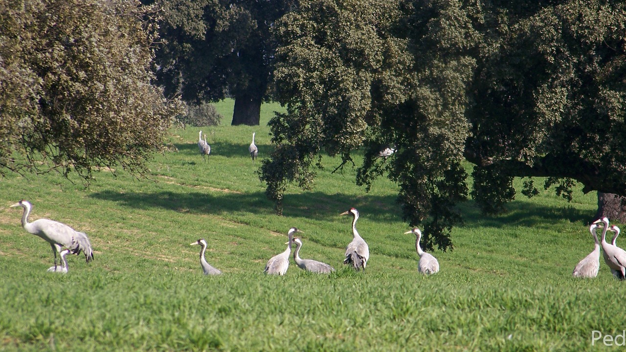 Photo of Others in Pozoblanco