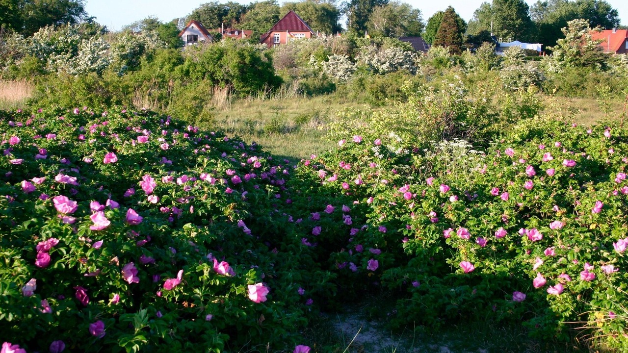 Photo of Outdoor in Fehmarnsund