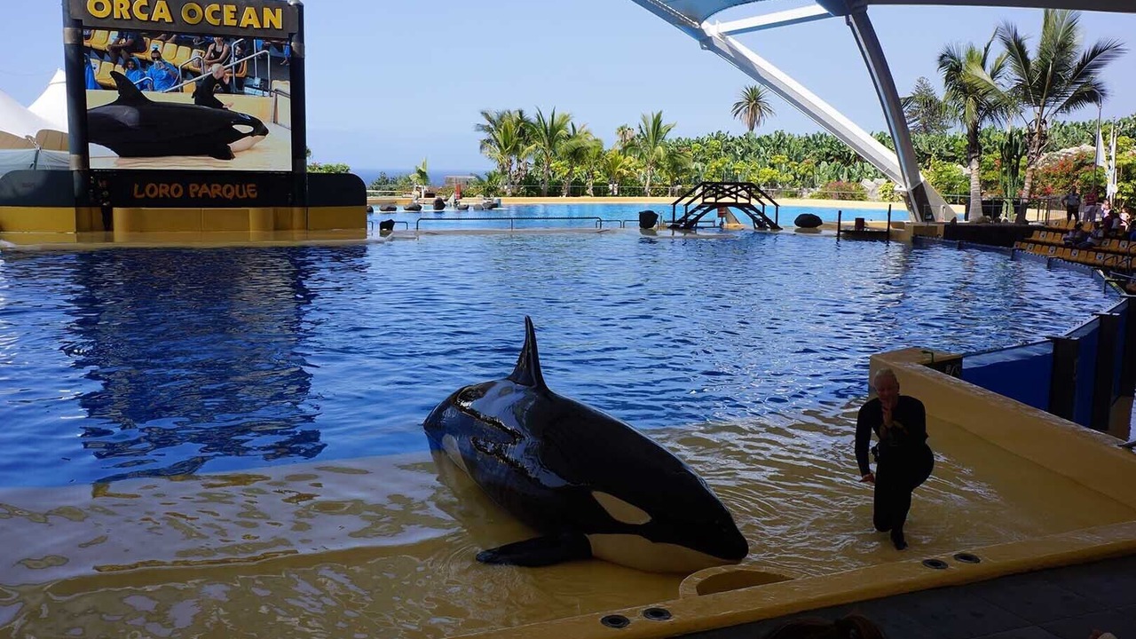 Photo of Others in Costa Adeje