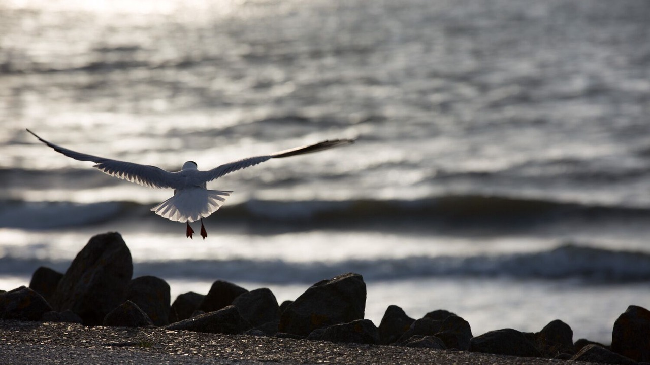 Photo of Others in Baltrum