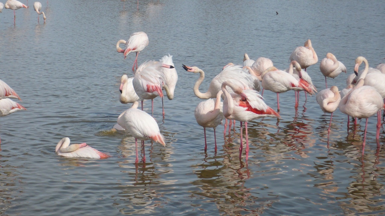 Photo of Outdoor in Saintes-Maries-de-la-Mer